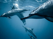 开云体育平台-英超仍有10队继续空场，另10队迎回球迷造更大亏损